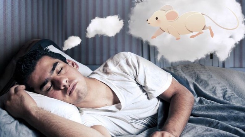 Nằm mơ thấy chuột thì đánh con gì?